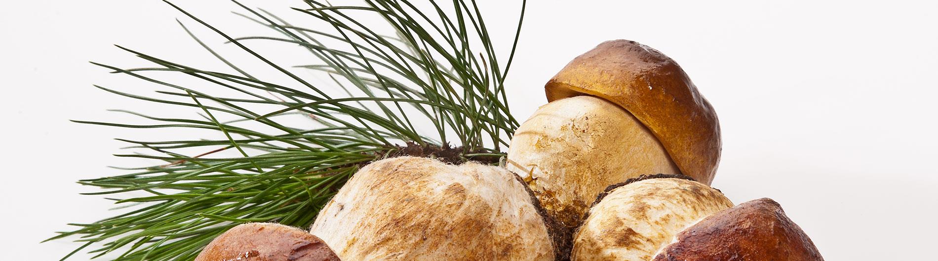 Fresh raw porcini mushrooms